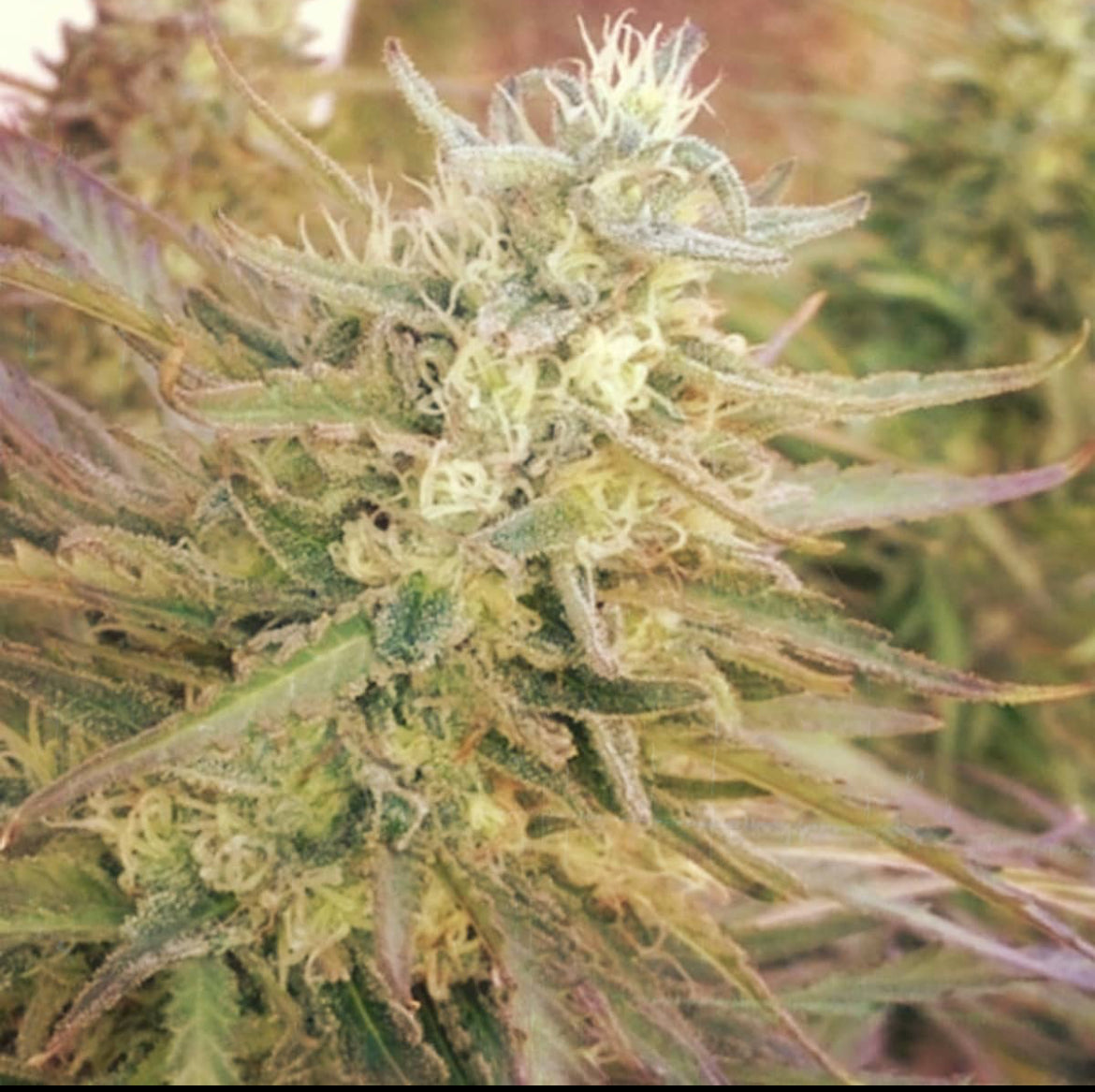 Bubble Gumz Autoflowering