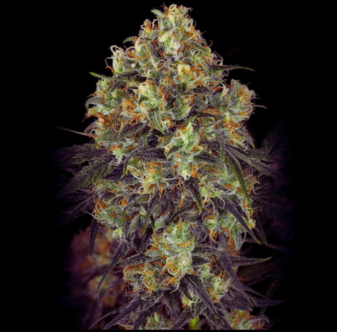 Black Domina