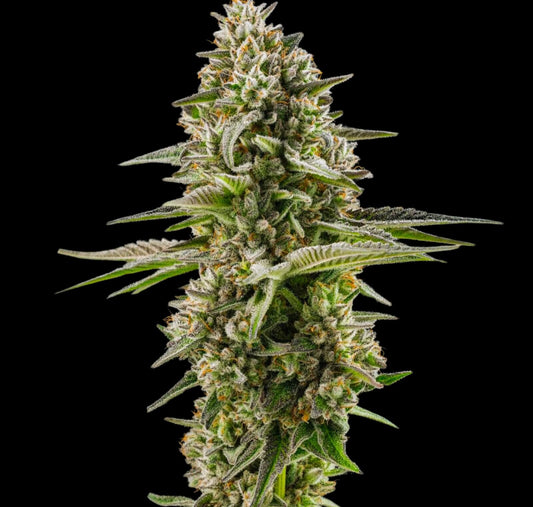 Northern Lights Auto