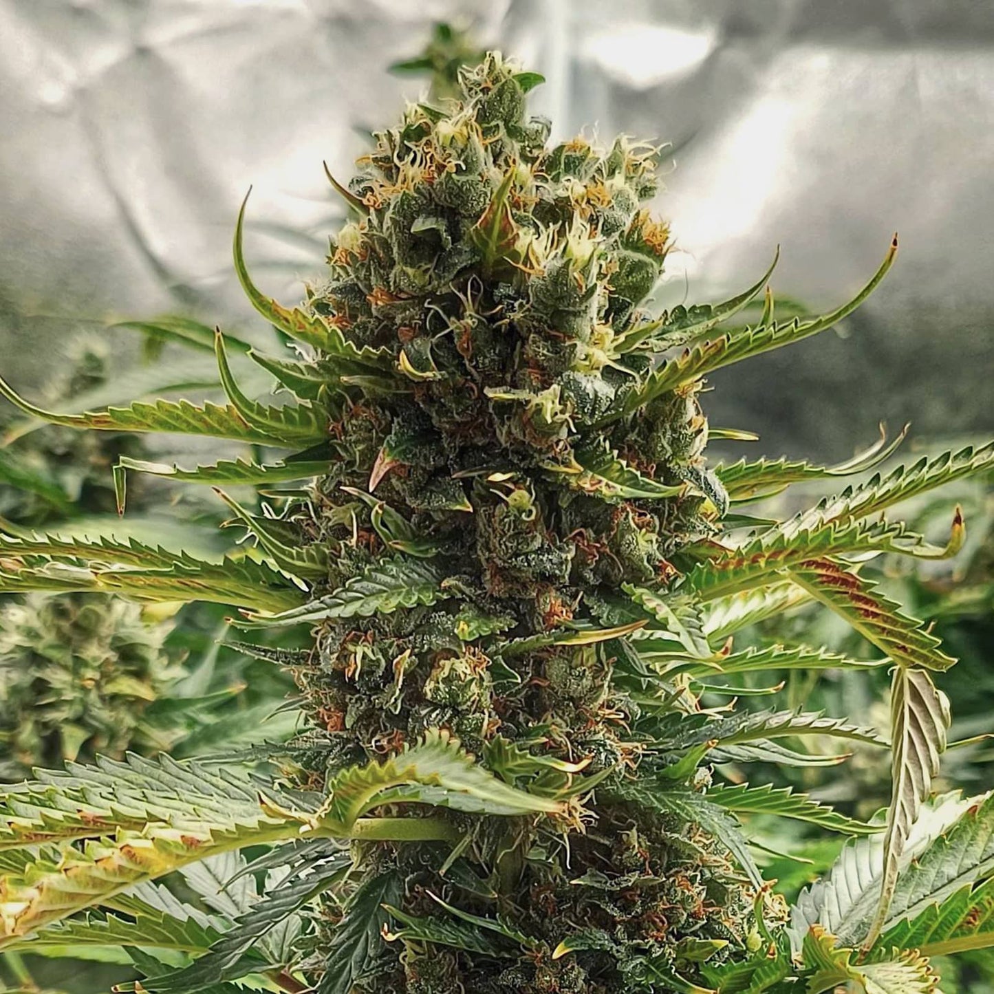 Mandarin Caramel Fast Autoflowering