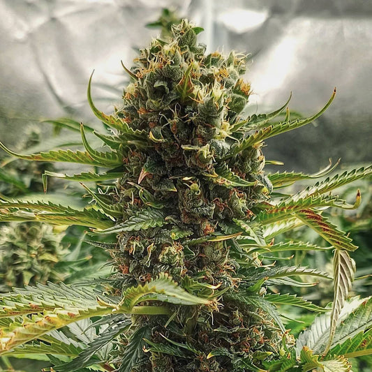 Mandarin Caramel Fast Autoflowering
