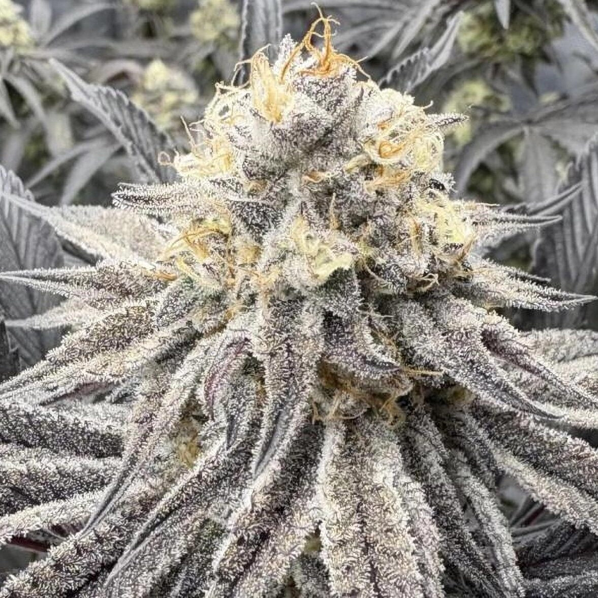 Black Inferno Exklusive Seeds