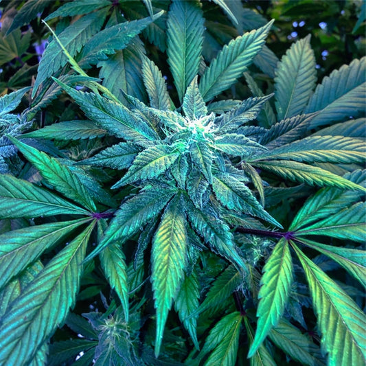3x Blueberry