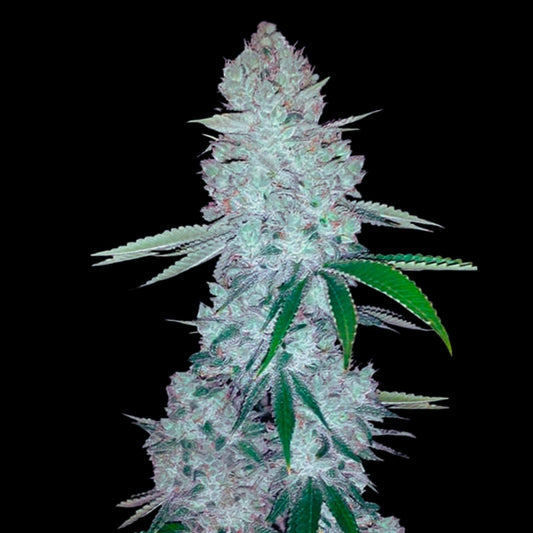 Gorilla Glue Autoflowering