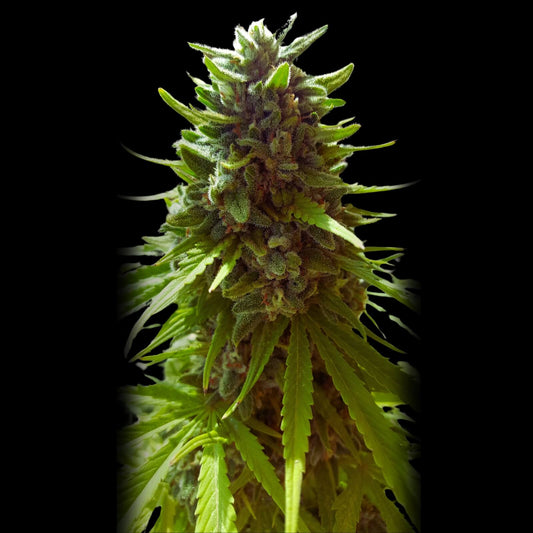 Black Mamba Negra Autoflower